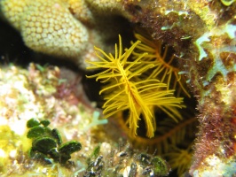 2 Golden Crinoid IMG 4043